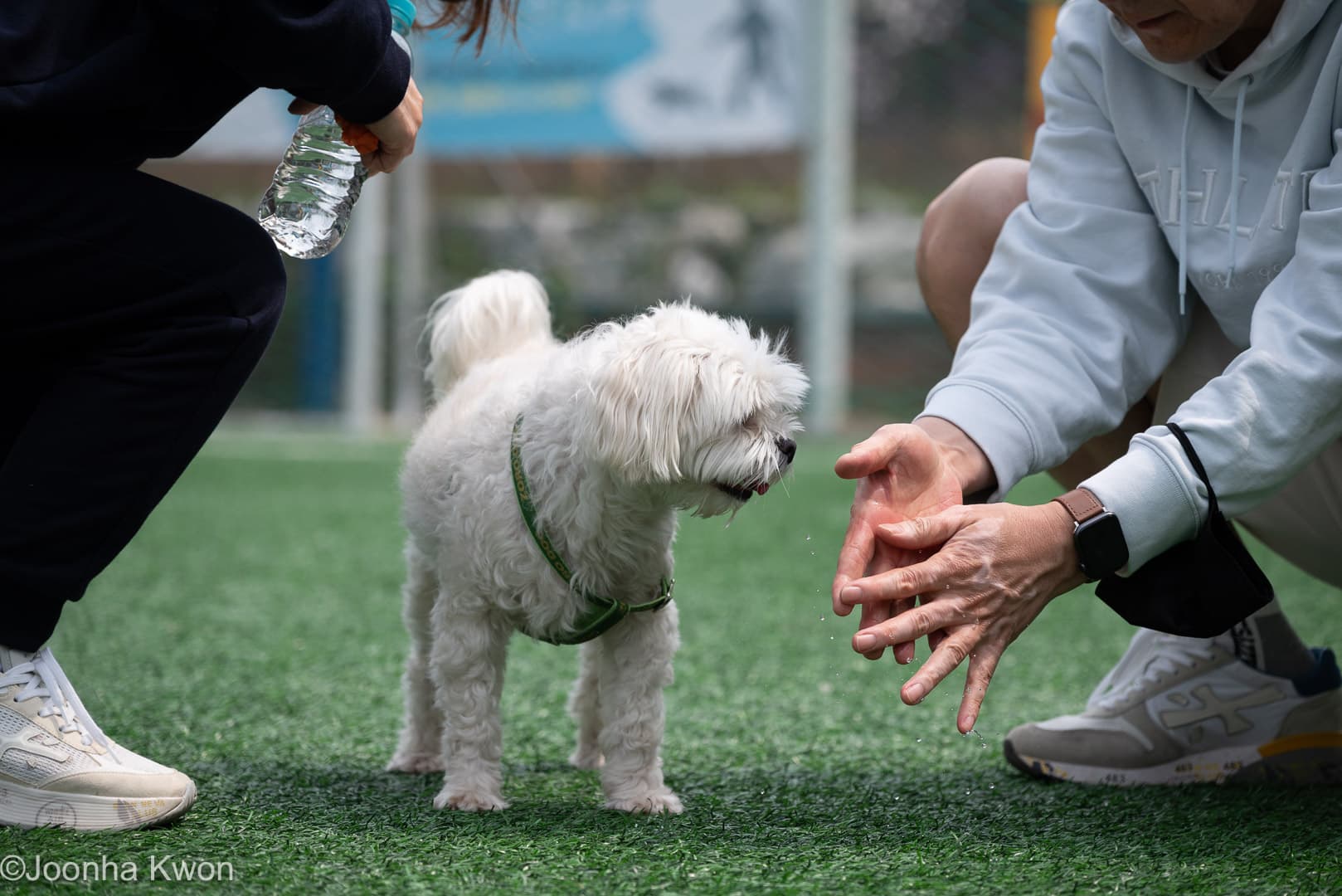 강아지와 함께하는 산책